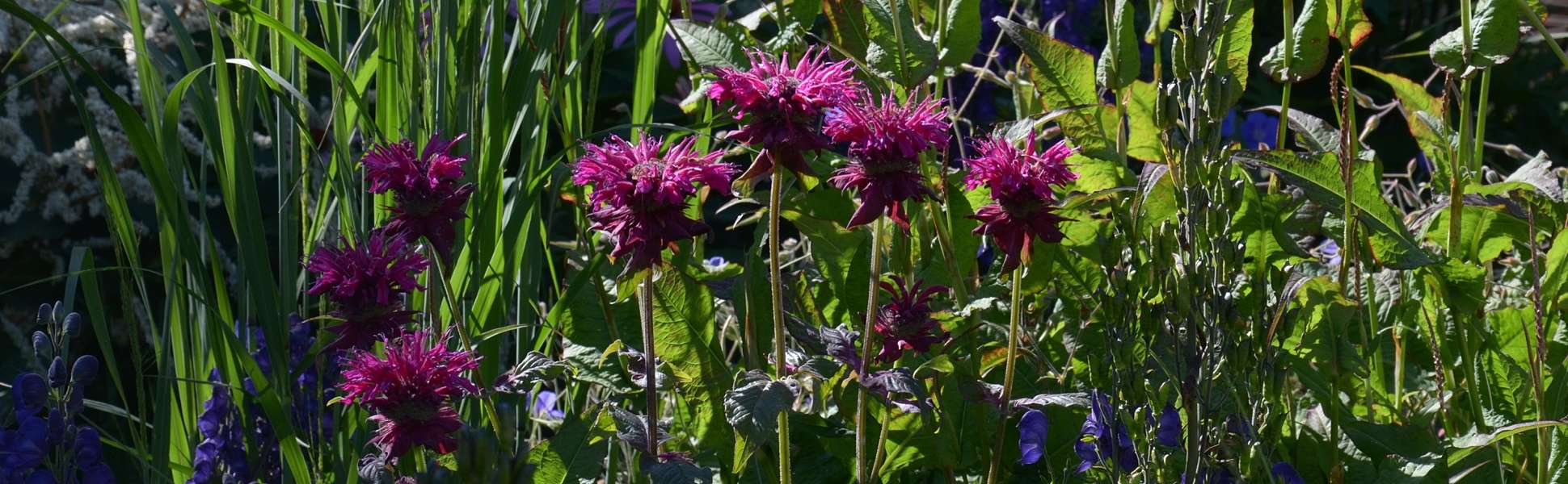 Echinops